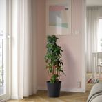 IKEA CITRONMELISS çelik saksı antrasit - 80562510