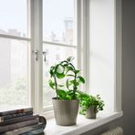 IKEA CITRONMELISS çelik saksı gri - 30574191