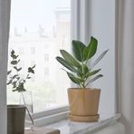 IKEA CITRUSFRUKT beton saksı sarı-kahverengi - 20551576