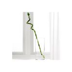 IKEA Dracaena Lucky Bamboo 45 Cm Canlı Bitki Çiçek Bambu Helezon 45 Cm
