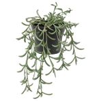 IKEA Fejka 13 cm Senecio Radicas Yapay Bitki