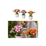 IKEA Fejka 3'lü Set Çuha Çiçeği 14 cm Saksılı Yapay Çiçek Bitki, Çok Renkli
