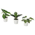 IKEA FEJKA saksılı yapay bitki yeşil - 40630064