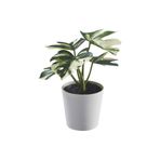 IKEA FEJKA saksılı yapay bitki, yeşil, 6 cm, monstera