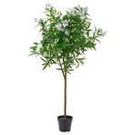 IKEA FEJKA yapay bitki beyaz - 80617701