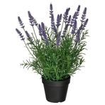 IKEA FEJKA yapay bitki lila - 70617693