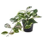 IKEA FEJKA yapay bitki yeşil - 10614225