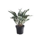 IKEA FEJKA yapay bitki, yeşil, 15 cm, dua çiçeği