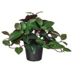 IKEA FEJKA yapay bitki yeşil - 40600868