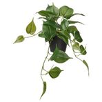 IKEA FEJKA yapay bitki yeşil - 40615271