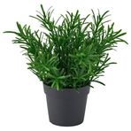 IKEA FEJKA yapay bitki yeşil - 80610747