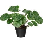 Ikea Fejka Yapay Bitki Yeşil 9 cm Pilea