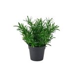 IKEA Fejka , Yeşil 9 cm, Biberiye , Yapay Bitki