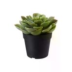 IKEA FEJKA yeşil 9 cm yapay bitki 70395300