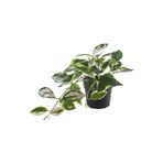 Ikea FejkaYapay Bitki, Yeşil, 9 Cm