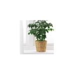 IKEA Fridfull Hasır Rattan Saksı 12 cm - Kahverengi