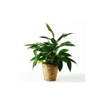 Ikea Fridfull Hasır Saksı 12Cm (İçi Plastik)