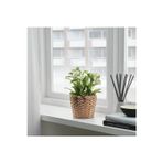 IKEA Fridfull Su Sümbülü 12 Cm Rattan Saksı