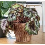 IKEA Hasır Bitki Saksısı Yükseklik 25 cm Dekoratif Derin Saksı Su Sümbülü Saksı Dış Çap 28 cm - Yükseklik: 25 cm İç çap: 25 cm