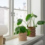 IKEA HASSELBUKETT seramik saksı bej - 60595917
