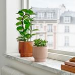 IKEA HONUNGSPALM seramik saksı bej - 10595788