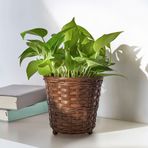 IKEA KLIBBAL bambu saksı kahverengi - 80571213