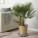 IKEA KLYNNON bambu saksı bambu - 20516408
