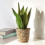 IKEA KLYNNON bambu saksı bambu - 40516407