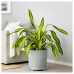 IKEA NYPON plastik saksı gri - 30395632