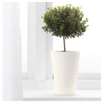 IKEA Papaja Beyaz 12x19 cm Saksı