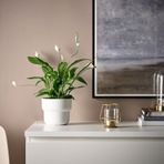 IKEA PARLBAND tealight mumluk sarı - 50348545