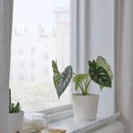 IKEA SOJABÖNA toprak saksı beyaz - 00533588