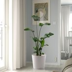 IKEA SOJABÖNA toprak saksı beyaz - 20533592