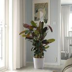 IKEA SOJABÖNA toprak saksı beyaz - 40533586