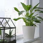 IKEA SOJABÖNA toprak saksı beyaz - 50533576