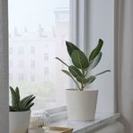 IKEA SOJABÖNA toprak saksı beyaz - 70533575