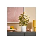 Ikea Yapay Bitki, Yeşil, 9 Cm, Kelebek Çalısı, İç/Dış Mekan