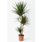 İklim Flowers Dracena Marginata, Ağacı 3 Gövdeli Saksı Da