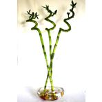 İklim Flowers Ve garden Bambu Laki 50-60 Cm Şans Bambusu Lucky Bamboo