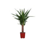 İklim Flowers Yucca Jawel Çiçeği Yukka Bitkisi Yuka Çelik Gövde 40 50 Cm Ev Bitkisi Salon Bitkisi Ofis Bitkisi