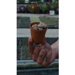 iklim garden Lithops Little Brain Küçük Beyin Taş Kaktüs