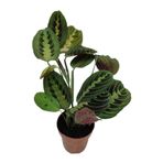 İlkadım Botanik İthal Cins Calathea Marantha Dua Çiçeği P12