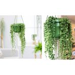 İNCİ TANESİ HEDİYELİK BİTKİ - YEŞİL ASKILI SAKSIDA (Senecio Rowleyanus)