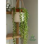 Inci Tanesi Tespih Çiçeği Makrome Saksılı 20-30 cm (Senecio Rowleyanus)
