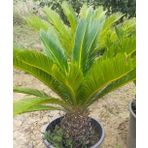 İncim Çiçekçilik ve fidancılık Cycas (sikas) palmiyesi
