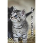 Independently published Diario Scuola 2023 2024 Gatto: Agenda scolastica giornaliera ragazza e ragazzo elementari medie | 2 Giorni per Pagina | Planner Scolastico da ... Scolastiche | Formato A5 | 215 Pagine
