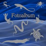 Independently published Fotoalbum Reptilien Kriechtiere Fische Schlangen Eidechsen Geckos Schildkröten Kois Vogelpinnen Skorpione Züchter Buch Aquarium Exoten Terrarium ... Andenken Erinnerungsfotobuch Abstract