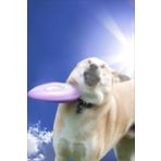 Independently published Frisbee Dog Doggo 4 Notebook: Lined Journal Notebook, using 6x9 inch 100 pages for Favorite Thoughts, Goals, Ideas and Opinions