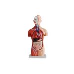 Insan Anatomi Maketi Insan Organ Maketi (cinsiyetsiz) 42 Cm, 18 Parçalı
