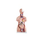 Insan Anatomi Maketi - Torso Modeli - 85cm, 23 Parçalı